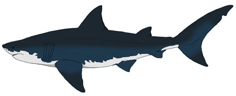 Megalodon Blank Template Imgflip