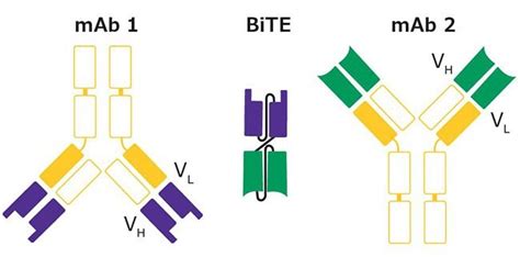 Analysis Of A Bispecific Monoclonal Antibody Using Size Exclusion Chromatography And Mass