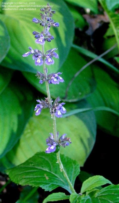 Plantfiles Pictures Salvia Species Nettleleaf Sage Wild Sage