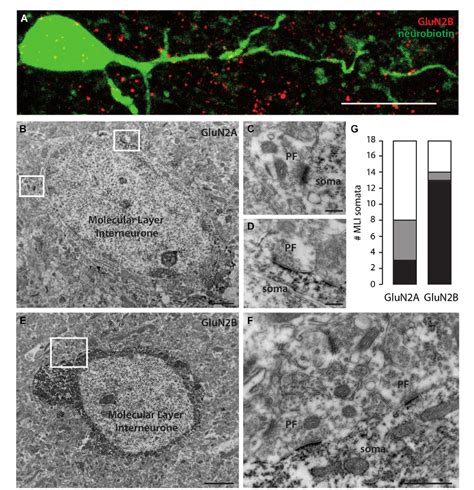 Figure From Properties And Molecular Identity Of Nmda Receptors At