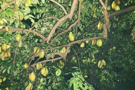 can lizard dirty for beginners 10