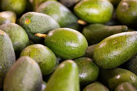 México halla nuevo oro verde aguacates criollos con potencial de