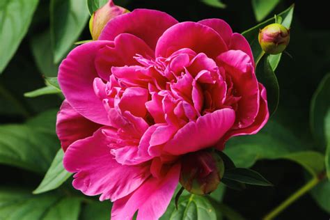 Complete Guide To Peony Growth Stages Green Thumb Diaries