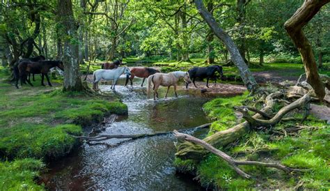 The Worst Time to Visit New Forest National Park - wyandottedaily.com