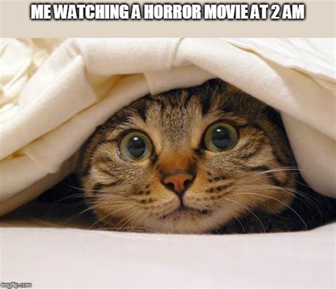 Watching Horror Movie Cat Hiding Cats Cute Cats