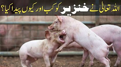 Reason For Creation Of Pig Pig Ko Allah Ne Kiun Paida Kia Islamic