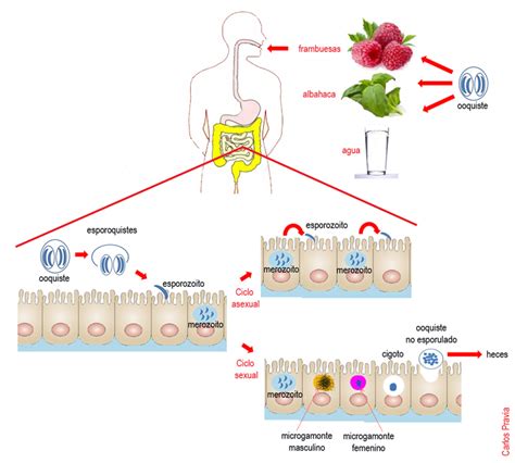 Ciclo De Vida De Las Bacterias