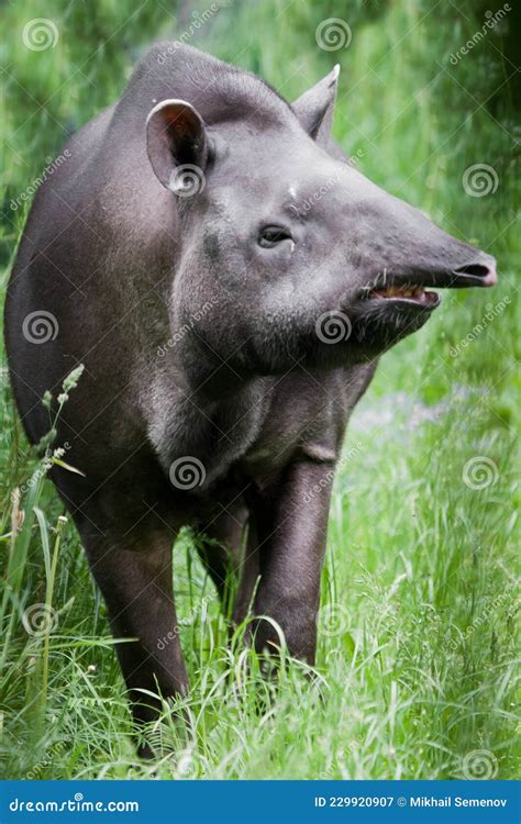 Strange Animal Tapir with Snout Sticking Straight Ahead Stock Image ...