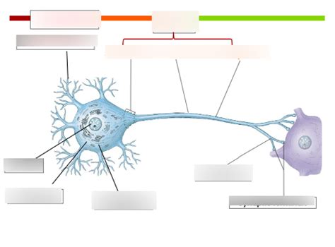 Neurons Diagram Diagram Quizlet