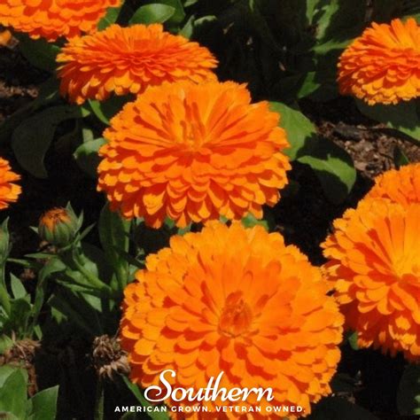 Calendula Seeds & More – Heirloom Varieties | Seed Therapy – Southern Seeds