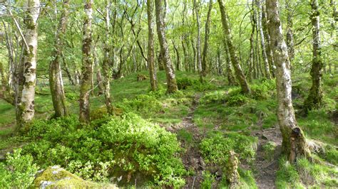 Free Images Tree Wilderness Trail Flower Birch Vegetation