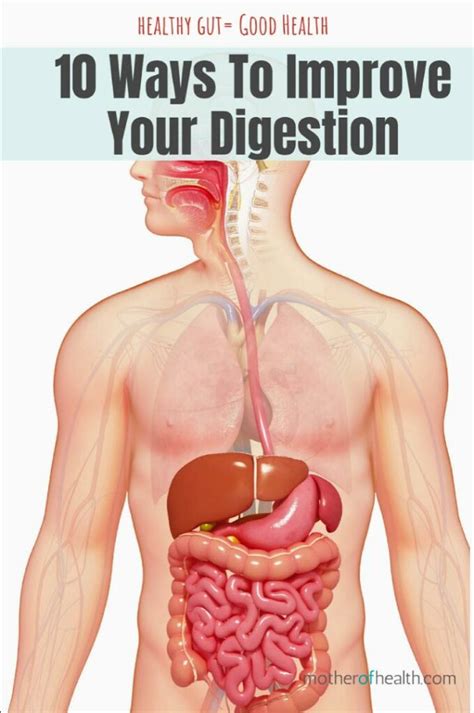 How To Improve Your Digestive System Mother Of Health