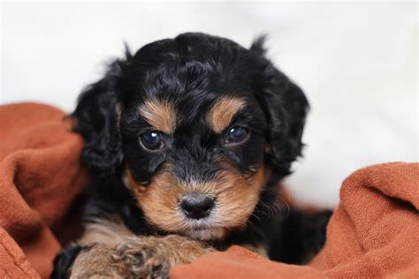 What the rising demand for a cavapoo for adoption means 16