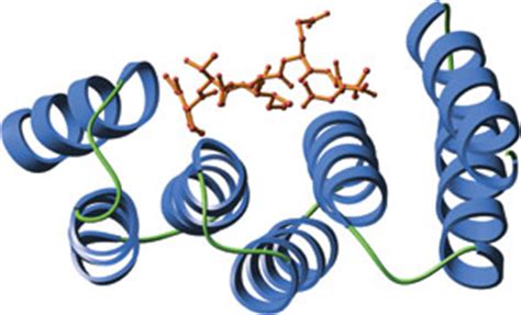 Tpr Protein Domain Cell Signaling Technology