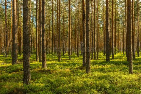 Well Cared And Lush Green Pine Forest In Sunlight Stock Photo Image