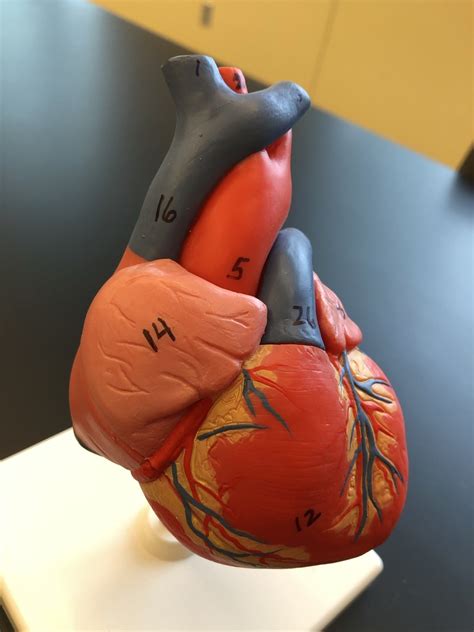 Heart Model Diagram Quizlet