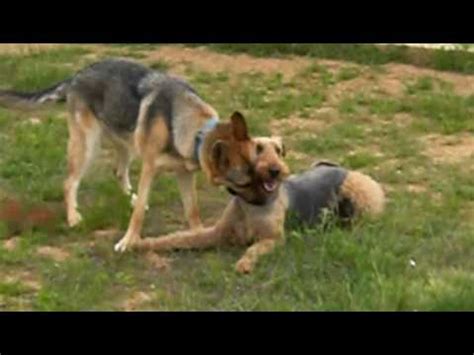 Perros Jugando En La Residencia Canina Voran Youtube