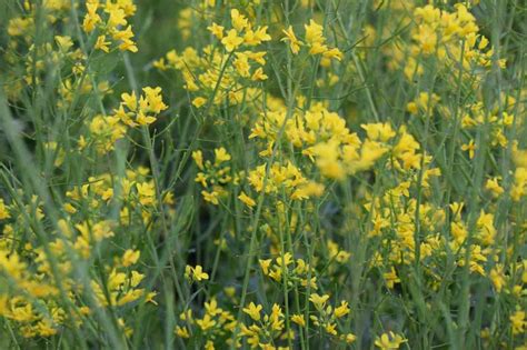 Brassica Oleracea From Kale To Cabbage Gardener S Path