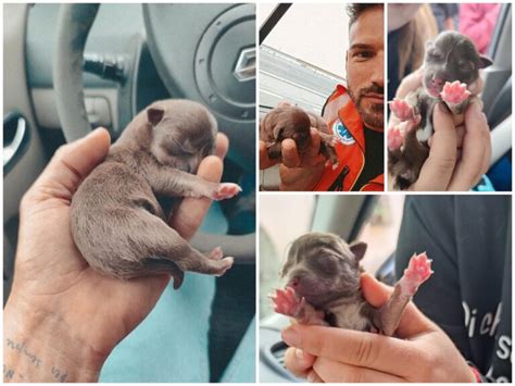 Sei Cuccioli Di Cane Appena Nati Abbandonati In Un Area Ecologica