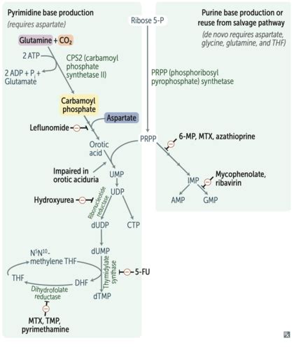 Usmle Step Biochemistry Flashcards Quizlet