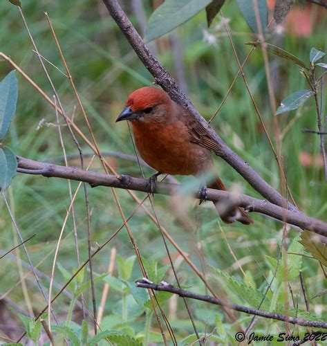 Hepatic Tanager Ironekilz Flickr