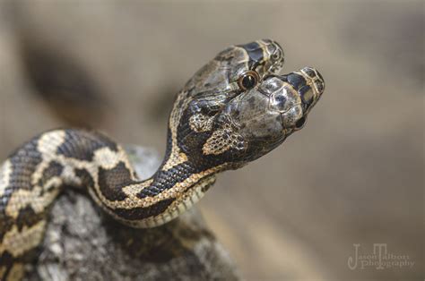 I Captured A Rare Two Headed Snake Bored Panda