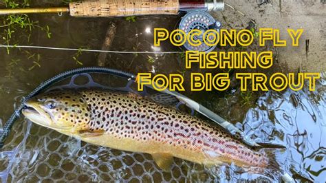 I Found The Best Trout River In The Poconos PA Fly Fishing For