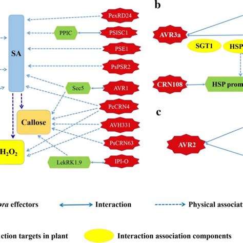 Phytophthora Effectors Target Plant Immune System Components A Download Scientific Diagram