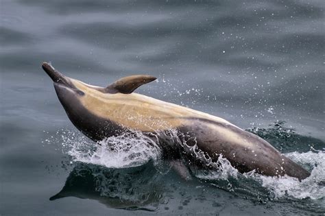 Wild Mammals Splashing in Water - animal photo contest | Photocrowd