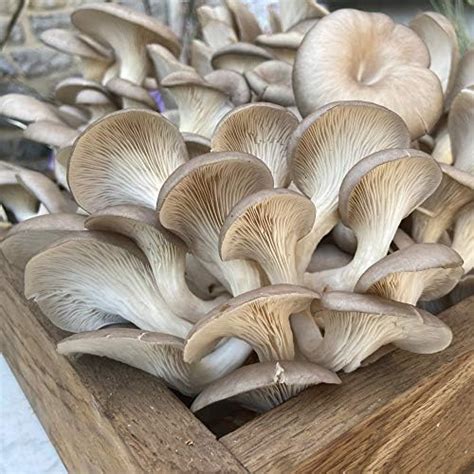 Windowsill Mushroom Growing Kit Oyster Mushroom Gift Wrapped Easy To