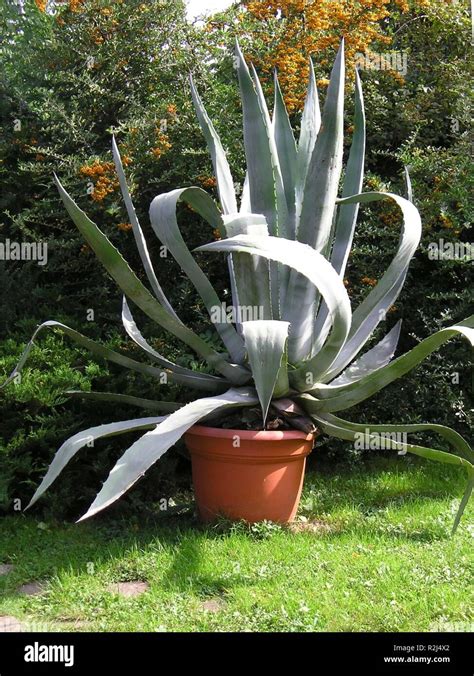 Aloe Vera Gigante Immagini E Fotografie Stock Ad Alta Risoluzione Alamy