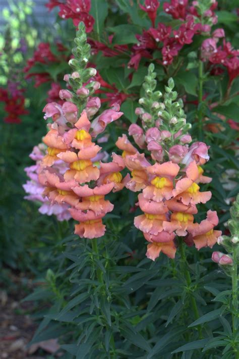 Liberty Classic Bronze Snapdragon Flower Bed Borders Plants Flowers