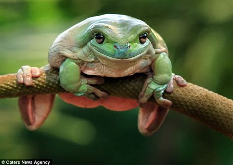 An Australian Green Tree Frog In Jakarta Pictured Clinging To A Leaf