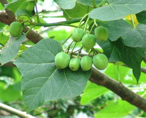 Jatropha Curcas Alchetron The Free Social Encyclopedia