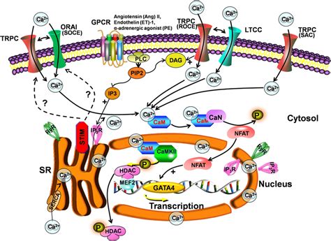 Scheme For The Trpc Signaling Pathway In Hypertrophy Stimulation Of