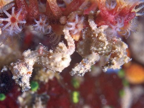 Pygmy Seahorses: Interesting Fish With Impressive Camouflage - Owlcation