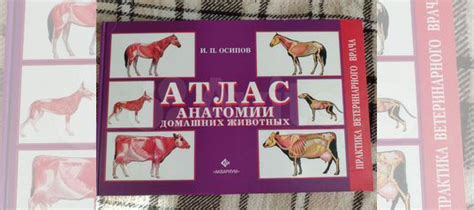 Атлас анатомии животных. И.П. Осипов, " Аквариум" Книга... купить в ...