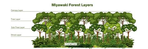 Restoring Nature In Urban Area With Miyawaki Method CHANGEMAKR ASIA