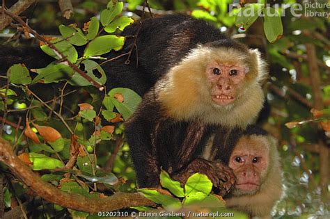 Stock Photo Of Two White Faced Capuchin Monkeys Cebus Capucinus Mono