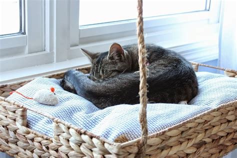 DIY Cat Bed Ideas: 9 Options For Better Sleep