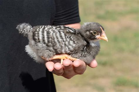 Cuckoo Marans Vs Barred Rock Chicken — Who Rules The Roost A Z Animals