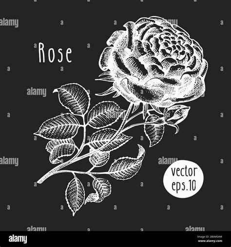 Hand Drawn Flower Illustration Vector Rose Sketch On Chalk Board