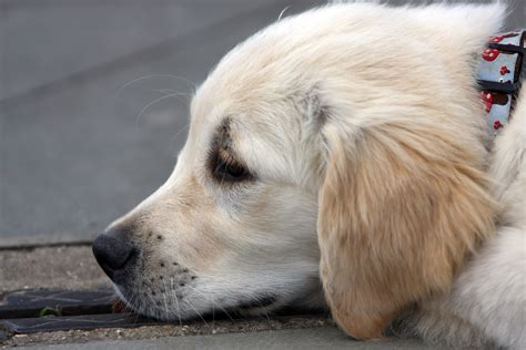 Fotos Gratis Perrito Animal Linda Canino Perfil Foto Mascota