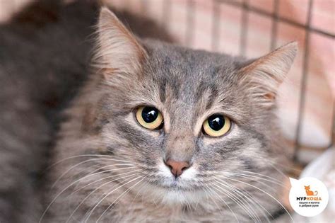 Кот Наполеон - Приют для кошек "Муркоша"