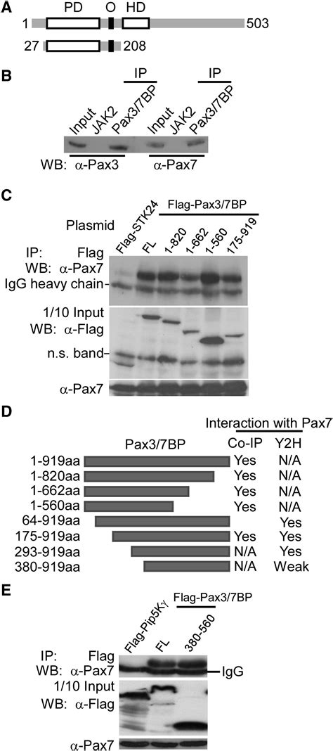 Pax Bp Is A Pax And Pax Binding Protein That Regulates The