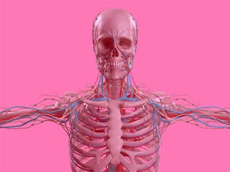 Human Skull anatomy model — Stock Photo © AnatomyInsider #129012548