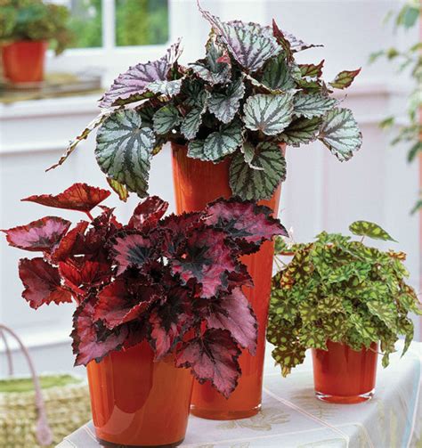 Begonia Plant Types