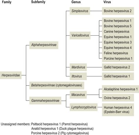 Herpes Viruses Classification