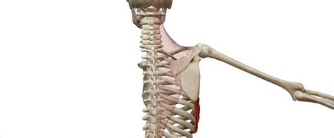 Dentato Anteriore Anatomia Funzioni Ed Esercizi Project InVictus