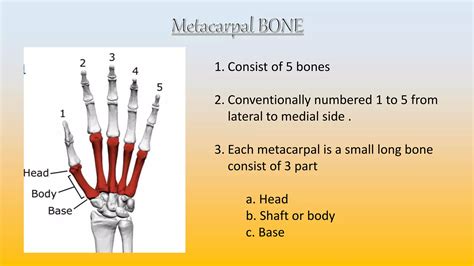 HAND BONES.pptx